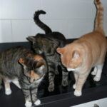 Kattenoppas Heerhugowaard, Obdam