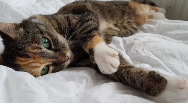 KattenOppas Heerhugowaard