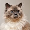 kattenoppas Heerhugowaard