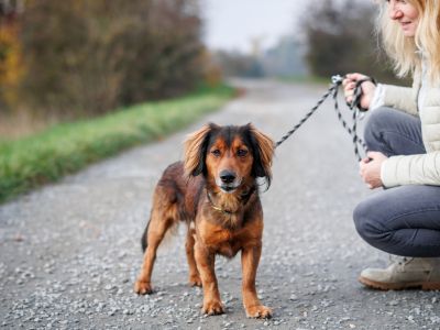 hond uitlaten Heerhugowaard